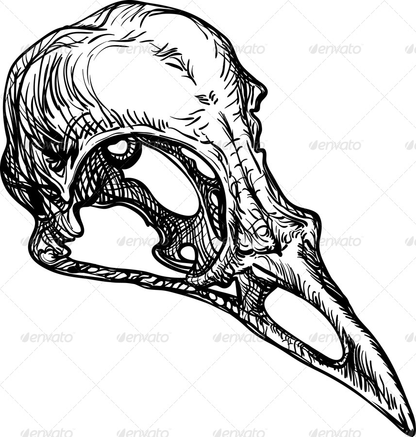 3 Vector Bird Skulls + 3 Gradient Versions by Sorinacio | GraphicRiver